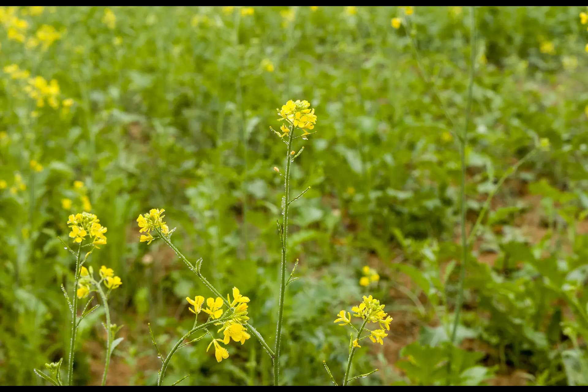 Hari Bagh Farmhouse | Pet-friendly Organic Farm With Art Nook, Pond & Gaming Room - Image 51