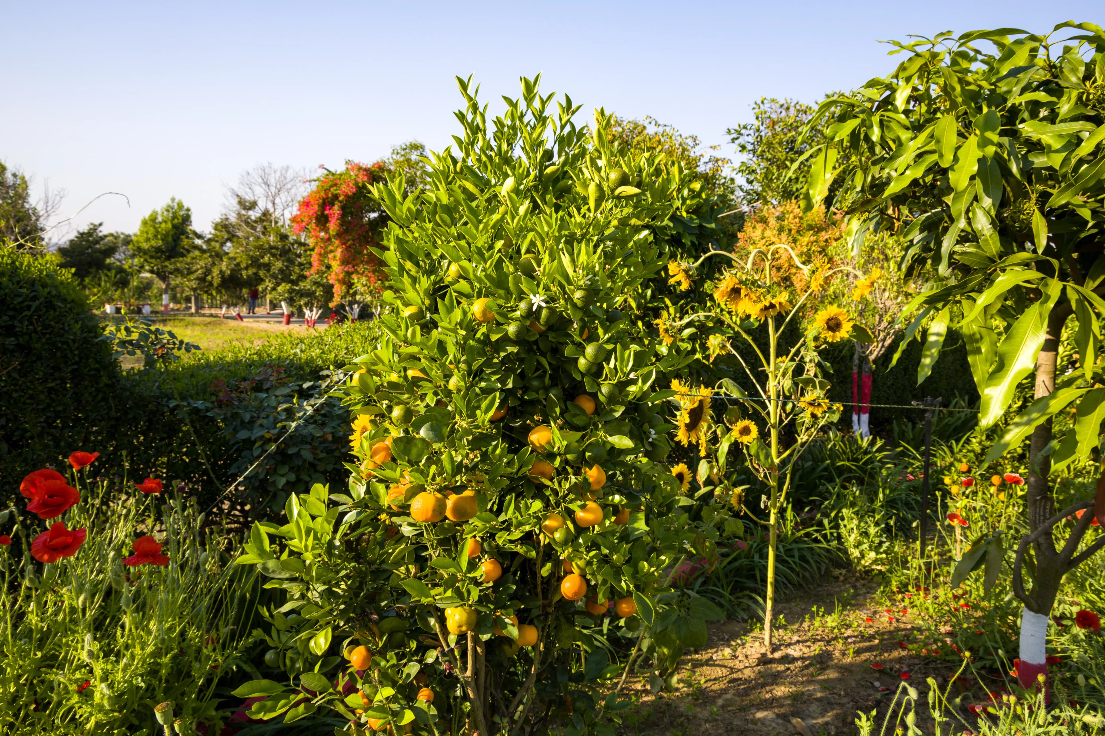 Farm Naturelle | 3-BHK Farmhouse Near Jim Corbett With Garden, Terrace & Orchards - Image 43