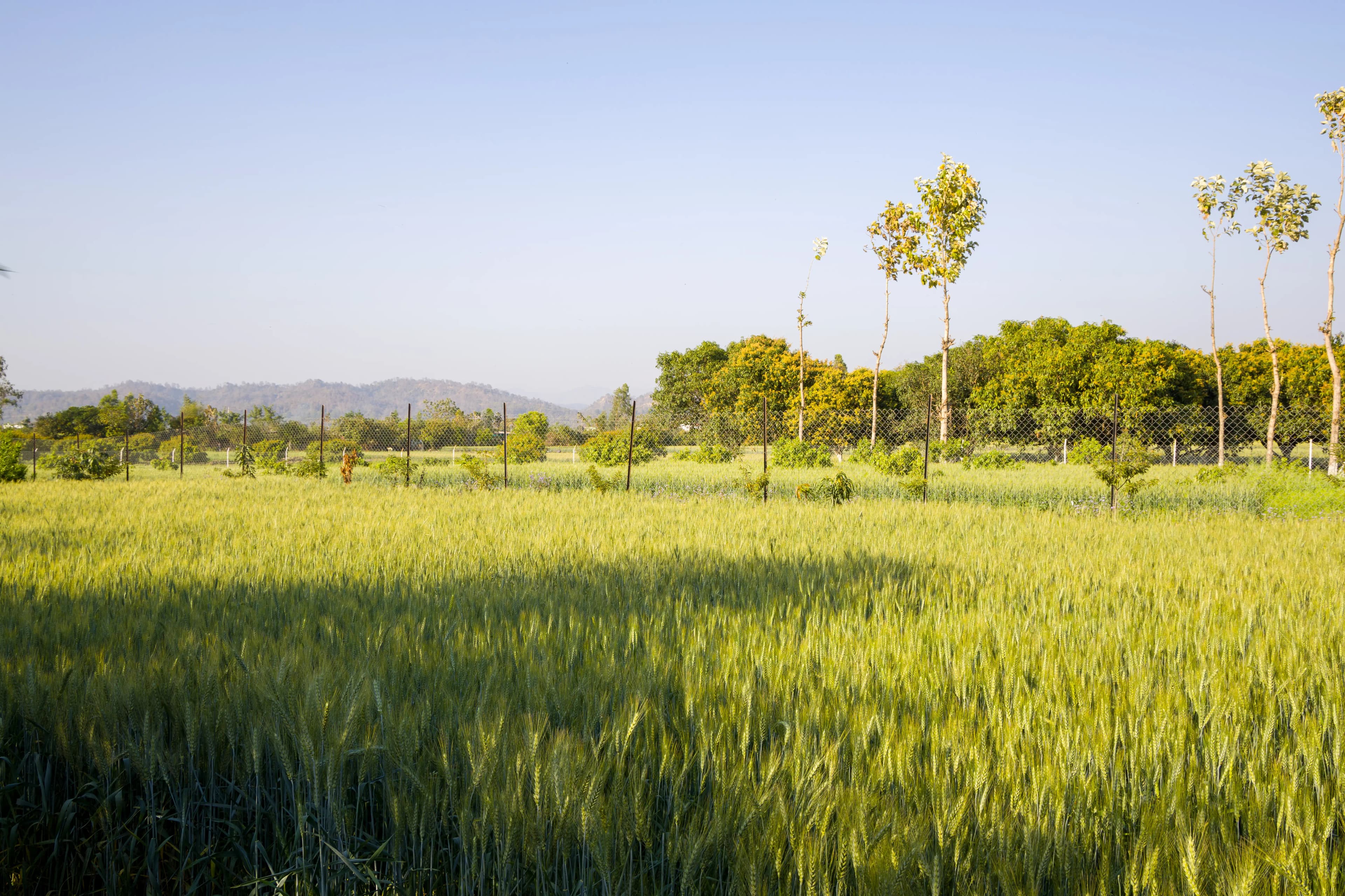 Farm Naturelle | 3-BHK Farmhouse Near Jim Corbett With Garden, Terrace & Orchards - Image 44