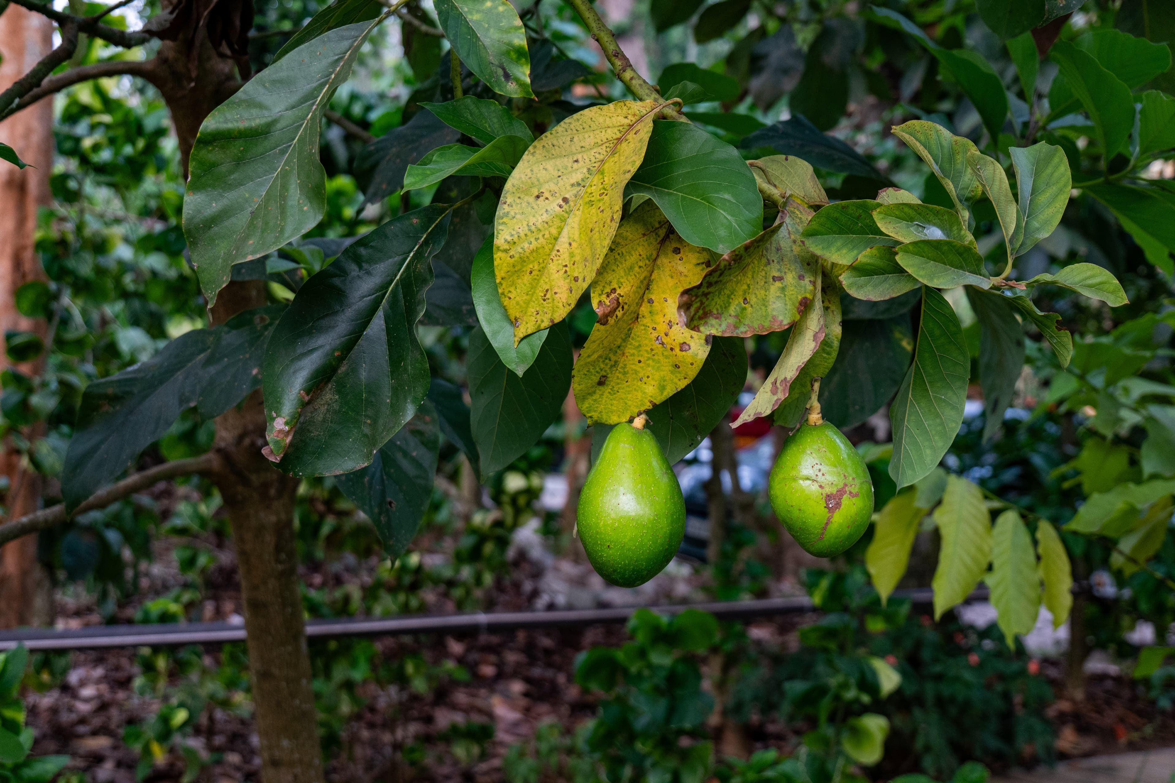 Avocado Cottages Premium Suite | Pet-friendly Stay With Private Patio & Common Garden Amid Avocado & Coffee Estate Plantation - Image 16
